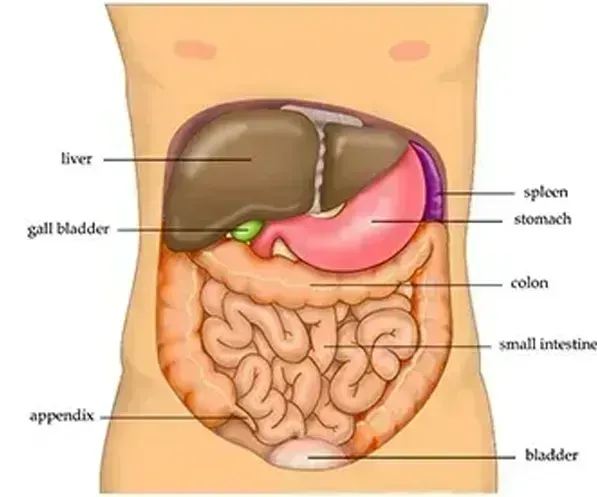 FATTY LIVER