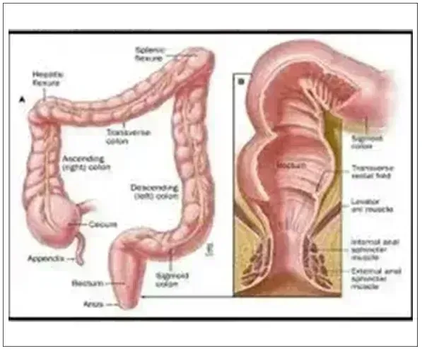 FECAL INCONTINENCE IN ADULTS