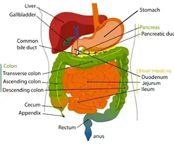 GI Cancers