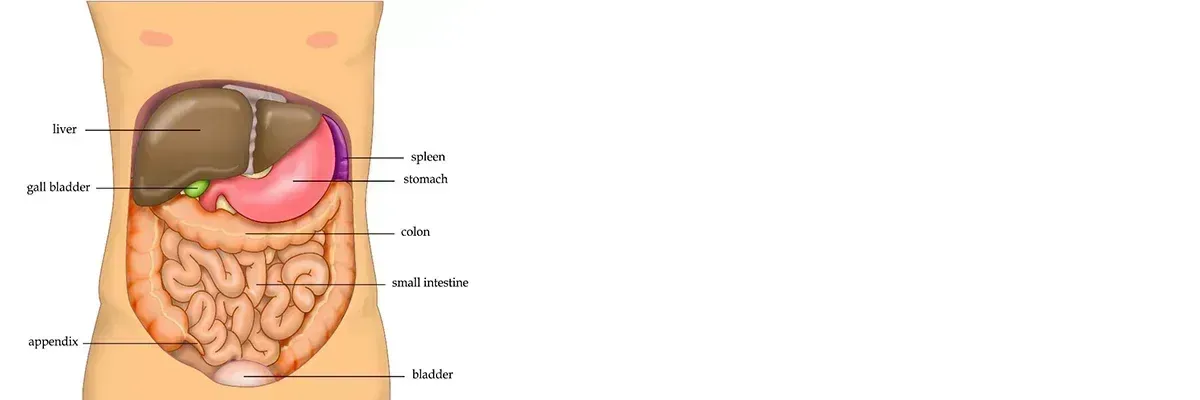 FATTY LIVER (NAFLD)